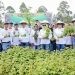 Walikota Kotamobagu Weny Gaib saat memimpin panen perdana tanaman nilam di Desa Bungko, Kecamatan Kotamobagu Selatan, Kamis (1/5/2025)