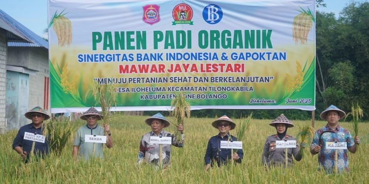 Kepala Perwakilan Bank Indonesia Provinsi Gorontalo, Bambang Satya Permana bersama Pemerintah Kabupaten Bone Bolango saat melakukan panen padi organik di laham Gapoktan Mawar Jaya Lestari, Desa Iloheluma, Kecamatan Tilongkabila, Jumat (20/6/2025). (Foto Onal/Prokopim)