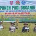 Kepala Perwakilan Bank Indonesia Provinsi Gorontalo, Bambang Satya Permana bersama Pemerintah Kabupaten Bone Bolango saat melakukan panen padi organik di laham Gapoktan Mawar Jaya Lestari, Desa Iloheluma, Kecamatan Tilongkabila, Jumat (20/6/2025). (Foto Onal/Prokopim)