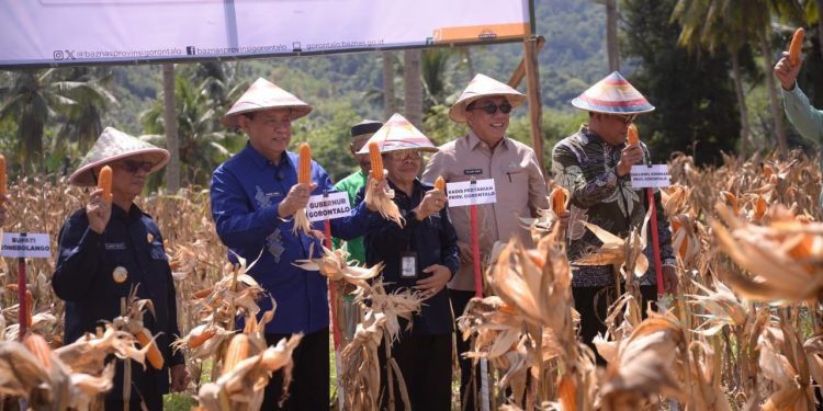 Panen ray oleh kelompok tani binaan Baznas Provinsi Gorontalo di Desa Huluduotamo, Kecamatan Suwawa, Kabupaten Bone Bolango, Kamis (26/6/2025). (foto.vonso/baznas)