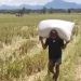 Petani di Buntulia dan Duhiadaa terancam paceklik di tengah situasi gagal panen.(F. dok)