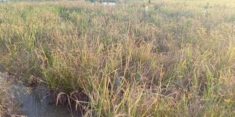 Salah satu potret tanaman padi milik petani di Kecamatan Duhiadaa, Pohuwato, yang mengalami gagal panen, Senin (21/07/2025).(Yusuf/Gopos)