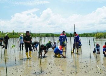 aksi nyata pelestarian lingkungan dengan menanam 1.000 bibit mangrove jenis Rhizophora mucronata di kawasan Cagar Alam Panua, Marisa, Kabupaten Pohuwato, Gorontalo.