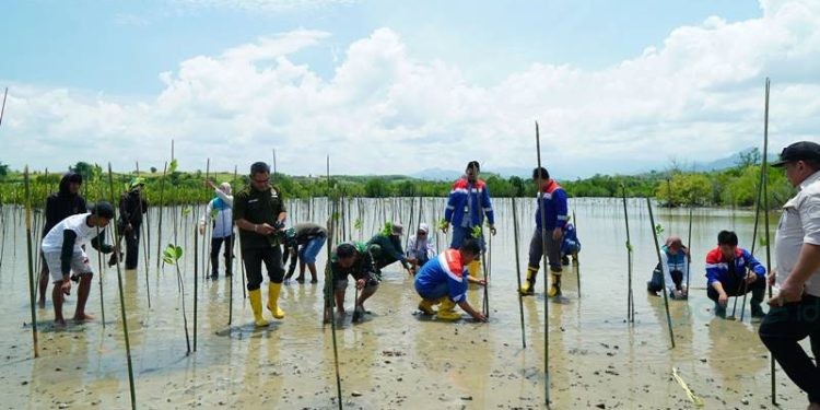 aksi nyata pelestarian lingkungan dengan menanam 1.000 bibit mangrove jenis Rhizophora mucronata di kawasan Cagar Alam Panua, Marisa, Kabupaten Pohuwato, Gorontalo.
