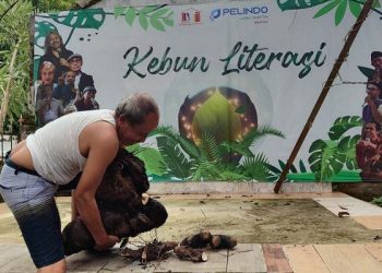 Sutejo mengangkat bonggol uwi, saat panen di kebunnya di Ponorogo, Jawa Timur, beberapa waktu lalu. ANTARA/Masuki M. Astro.