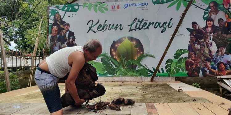 Sutejo mengangkat bonggol uwi, saat panen di kebunnya di Ponorogo, Jawa Timur, beberapa waktu lalu. ANTARA/Masuki M. Astro.
