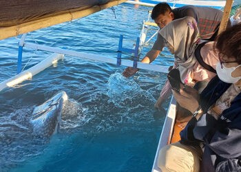 Pengunjung hiu paus di Botubarani mengabadikan momen saat bermain dengan hiu paus. Dukungan Astra melalui penyediaan rumpon aggregator plankton ikut memperkuat upaya konversasi ekowisata hiu paus Botubarani. (Foto: Hasanudin/gopos)