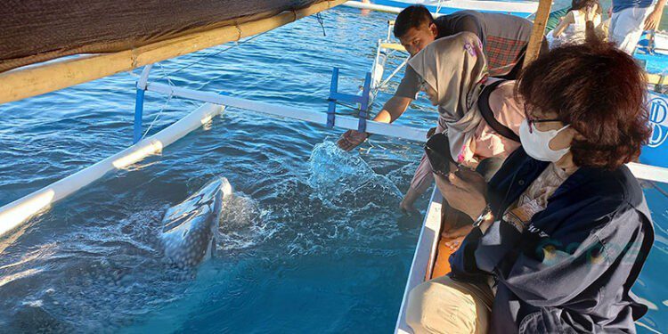 Pengunjung hiu paus di Botubarani mengabadikan momen saat bermain dengan hiu paus. Dukungan Astra melalui penyediaan rumpon aggregator plankton ikut memperkuat upaya konversasi ekowisata hiu paus Botubarani. (Foto: Hasanudin/gopos)