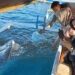 Pengunjung hiu paus di Botubarani mengabadikan momen saat bermain dengan hiu paus. Dukungan Astra melalui penyediaan rumpon aggregator plankton ikut memperkuat upaya konversasi ekowisata hiu paus Botubarani. (Foto: Hasanudin/gopos)