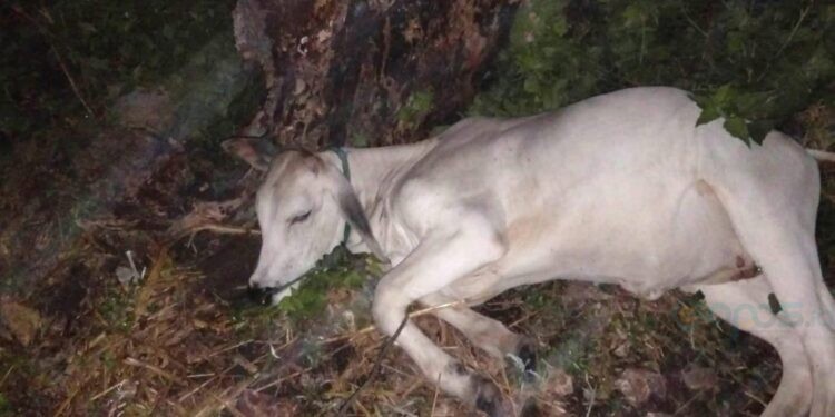 Dua ekor sapi milik warga Desa Mutiara, Kecamatan Paguyaman, mati mendadak. (Istimewa)