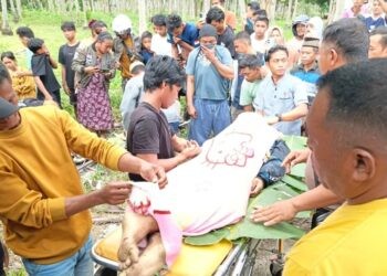 Kecelakaan Maut di Desa Dulomo, Kecamatan Patilanggio, Pohuwato, Kamis (19/02/2026) (Istimewa)