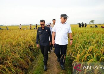 Panen padi unggul hasil mutasi iradiasi teknologi nuklir BRIN di Subang beberapa waktu lalu menjadi sinyal mulai berkembangnya solusi bagi ancaman krisis pangan. (ANTARA/HO-BRIN)