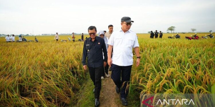 Panen padi unggul hasil mutasi iradiasi teknologi nuklir BRIN di Subang beberapa waktu lalu menjadi sinyal mulai berkembangnya solusi bagi ancaman krisis pangan. (ANTARA/HO-BRIN)