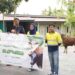 Pani Gold Mine salurakan bantuan sapi kepada masyarakat Pohuwato, (Istimewa)