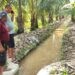 Saluran air irigasi di Paguat mulai lancar usai pengangkatan sedimen, Sabtu (09/05/2026) (Istimewa)