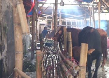 Pemeriksaan kesehatan hewan kurban menjelang Hari Raya Iduladha 2026.