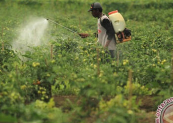 Petani menyemprot cairan pestisida ke tanaman tomat di Singaraja, Indramayu, Jawa Barat, Senin (23/1/2017). Petani setempat mengaku terpaksa mengeluarkan biaya ekstra untuk merawat tanaman tomat yang terserang hama ulat meski harga tomat masih rendah. (ANTARA FOTO/Dedhez Anggara)