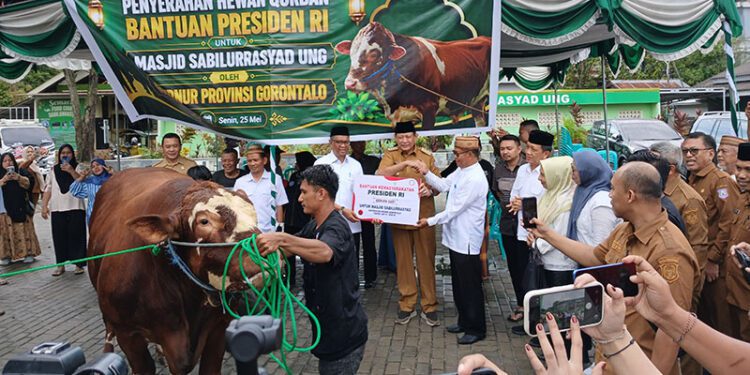 Penyerahan bantuan kemasyarakatan sapi kurban seberat 1.130 kg dari Presiden RI melalui Gubernur Gorontalo Gusnar Ismail, pada 25/05/206