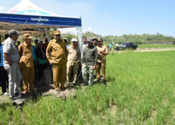 Gubernur Gorontalo Gusnar Ismail bersama Bupati Pohuwato Saiful Mbuinga meninjau langsung program cetak sawah baru di Desa Ayula, Kecamatan Randangan, Selasa (4/8/2026). (Foto : Haris-Diskominfotik)