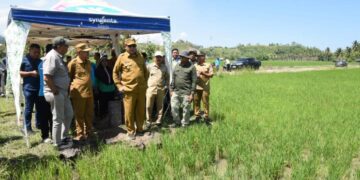 Gubernur Gorontalo Gusnar Ismail bersama Bupati Pohuwato Saiful Mbuinga meninjau langsung program cetak sawah baru di Desa Ayula, Kecamatan Randangan, Selasa (4/8/2026). (Foto : Haris-Diskominfotik)
