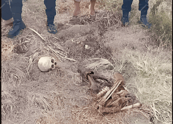 Tangkapan layar penemuan tengkorak manusia di area perkebunan tebu di Desa Bongo Tua, Kecamatan Paguyaman, Boalemo.(Istimewa)